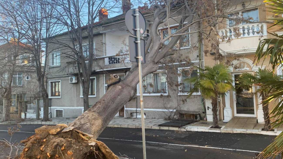 Ураганът помете Бургас. Изтръгна дървета | StandartNews.com