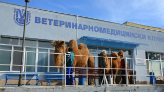Ветеринари от Стара Загора оперираха камила