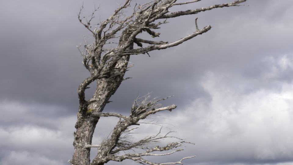 Паднали дървета и счупени коли от силния вятър | StandartNews.com