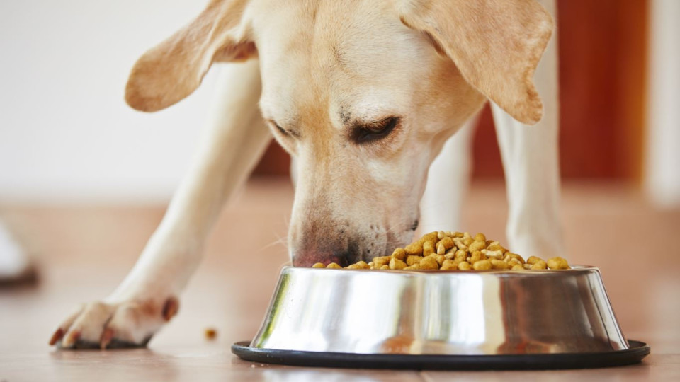 Кои съставки в храната за кучета трябва да избягвате и защо? | StandartNews.com