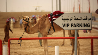 Мъж открадна камила за подарък на гаджето