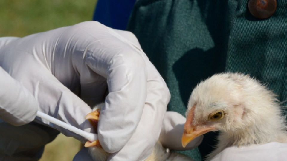 Нова беда: Птичият грип тръгна по хората | StandartNews.com
