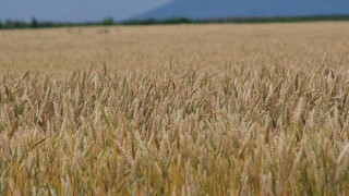 Украйна би тревога за проблем с пшеницата
