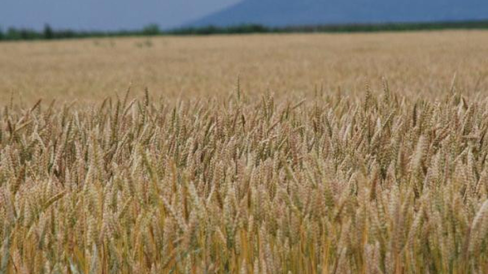 Украйна би тревога за проблем с пшеницата | StandartNews.com