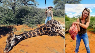 Напълно луда! Уби жираф и извади сърцето му