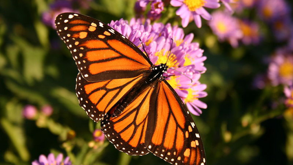 Изчезват ли най-красивите пеперуди? | StandartNews.com