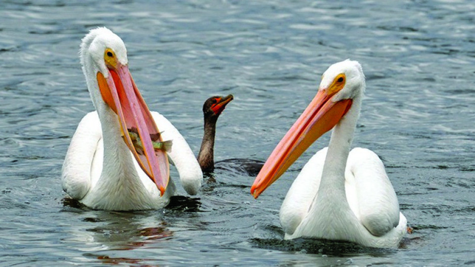 Пеликаните се завърнаха, зачервиха гуши | StandartNews.com