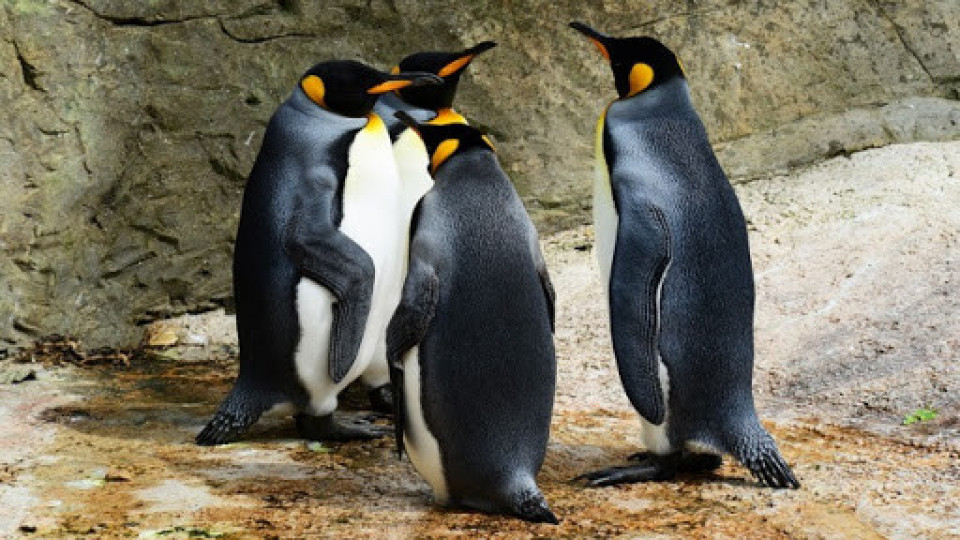 Всеки ваксинира: В Норвегия подхванаха пингвините | StandartNews.com