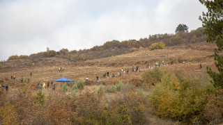 10 000 фиданки от цер ще се залесят в местността „Магарешка поляна"