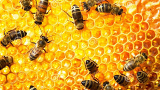 Личен опит: Как да отгледаме здрави пчели /ВИДЕО/