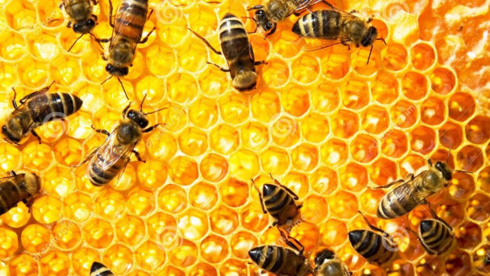 Какво става с пчелите? Смъртност над 50% | StandartNews.com