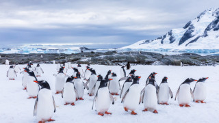 Ваксините срещу ковид стигнаха Антарктида