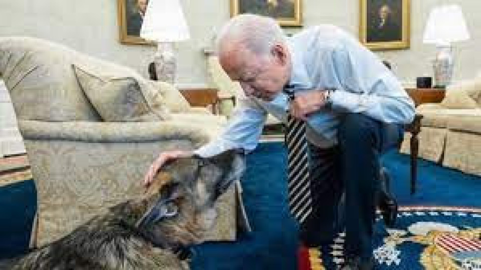 Кучетата на Байдън се връщат в Белия дом | StandartNews.com