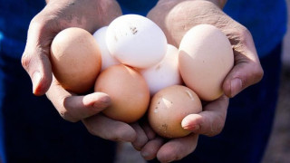 Нестле се похвали със 100% яйца от щастливи кокошки