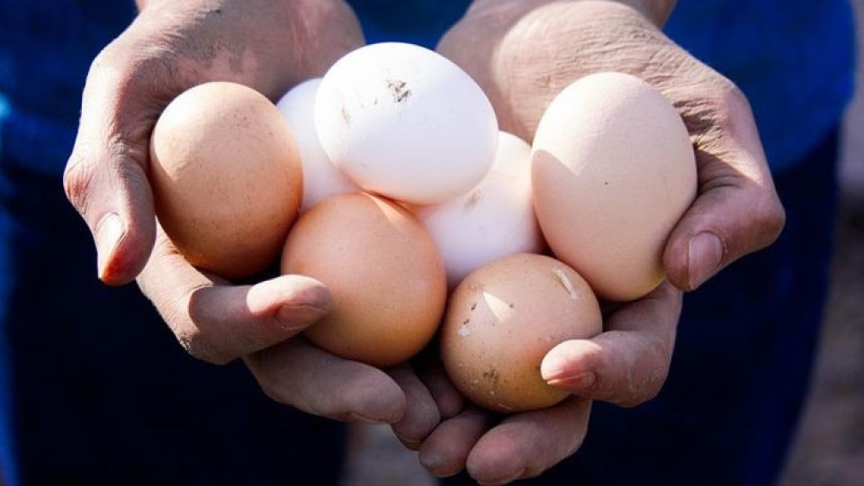Нестле се похвали със 100% яйца от щастливи кокошки | StandartNews.com