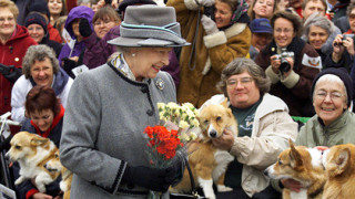 Подариха на Елизабет две кучета, за да я утешат