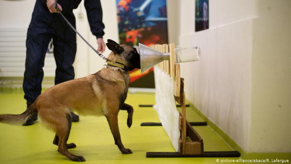 Куче подушва ковид за секунди | StandartNews.com