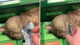 Смях. Коте заспа върху банкомат