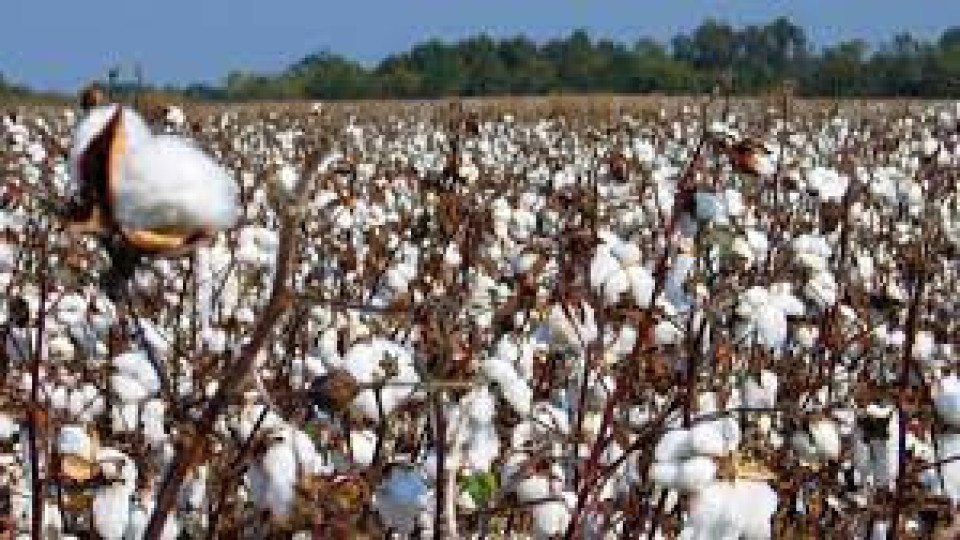До какво ще доведе бойкотът на памука от Синдзян? | StandartNews.com