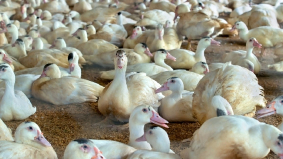 За капак.Птичи грип в Хасково, чакат евтаназия | StandartNews.com