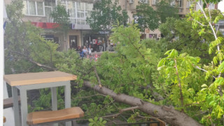 Дърво се сгромоляса на Витошка, какво причини