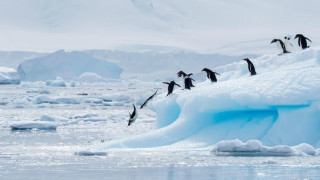 Невероятна находка на Антарктида