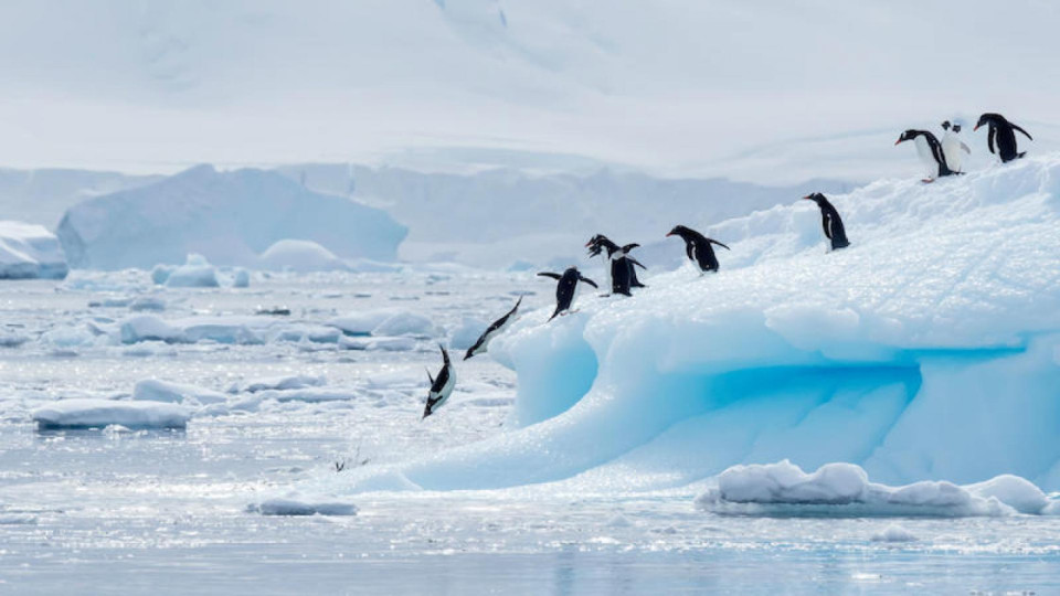 Невероятна находка на Антарктида | StandartNews.com