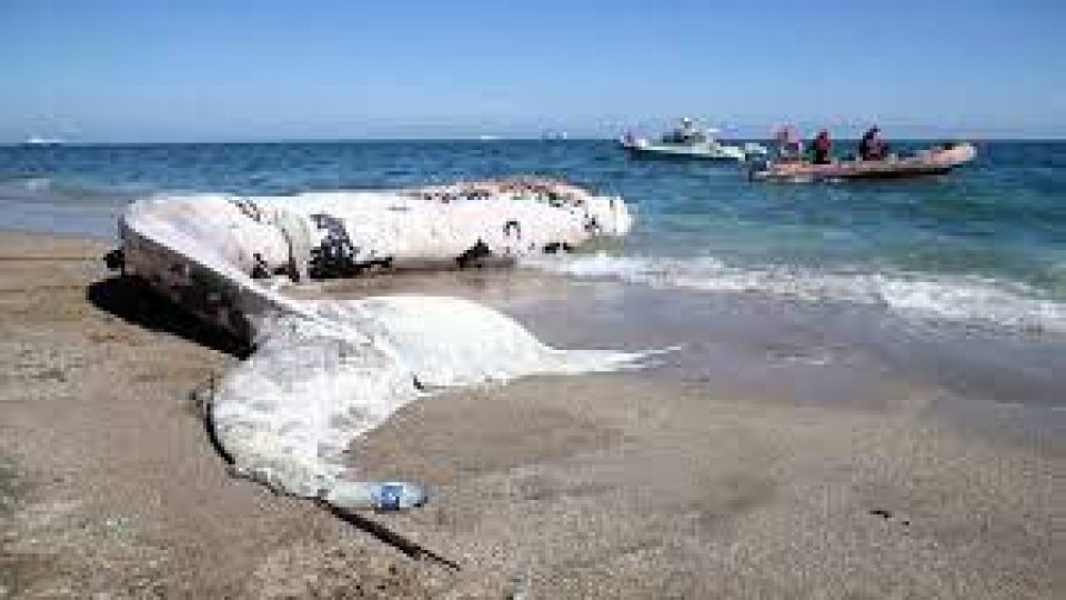 Откриха огромен мъртъв кит на турски плаж | StandartNews.com