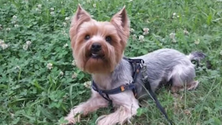 Питбул уби малко кученце до училище