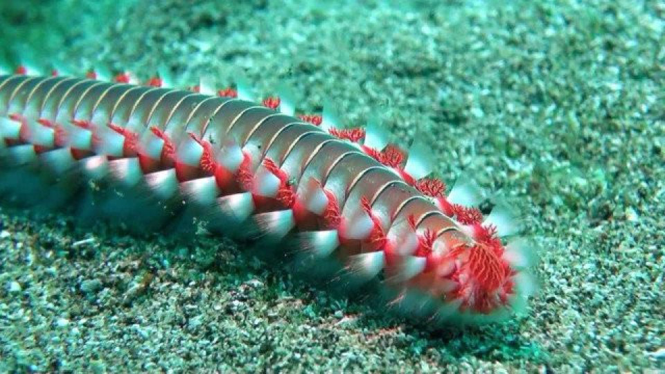 Най-отровният червей е в...музея | StandartNews.com