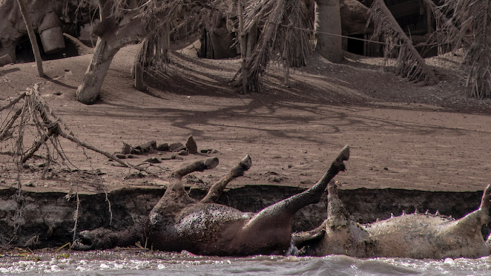 Шок! Мъртви прасета плуват в Янтра | StandartNews.com