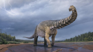 Откриха нов вид динозавър (Фото+Видео)