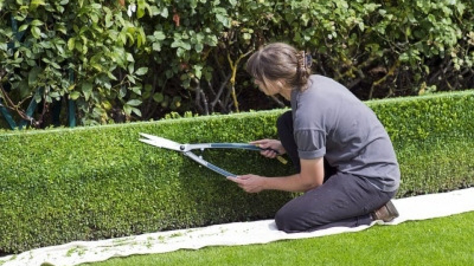 Топ съвети за мързеливи градинари | StandartNews.com