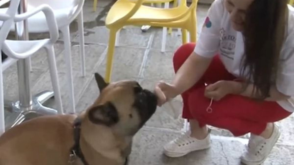 Сладолед за кучета - хит в Несебър | StandartNews.com