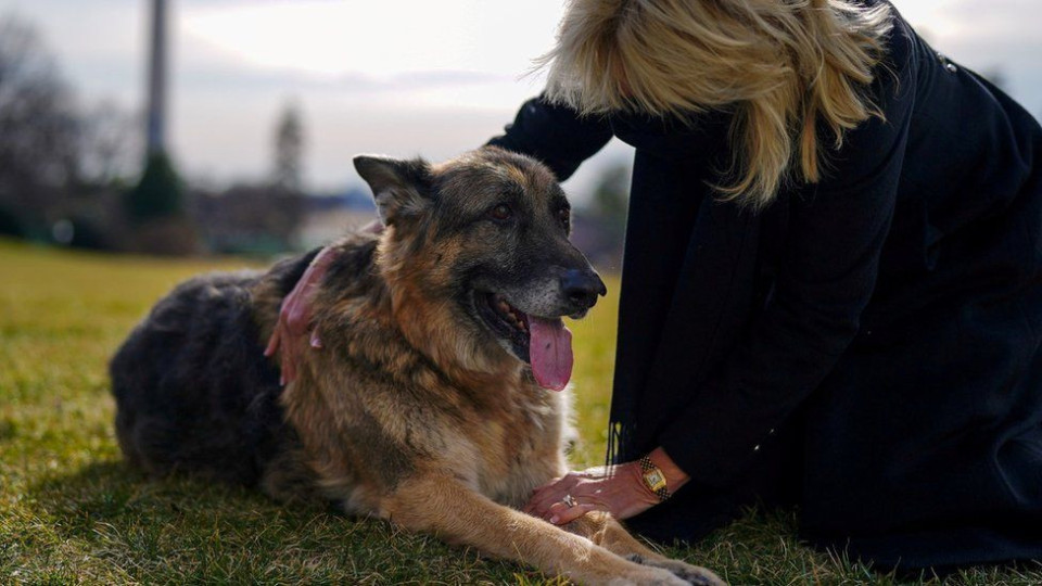 Семейство Байдън в траур, любимото куче почина | StandartNews.com