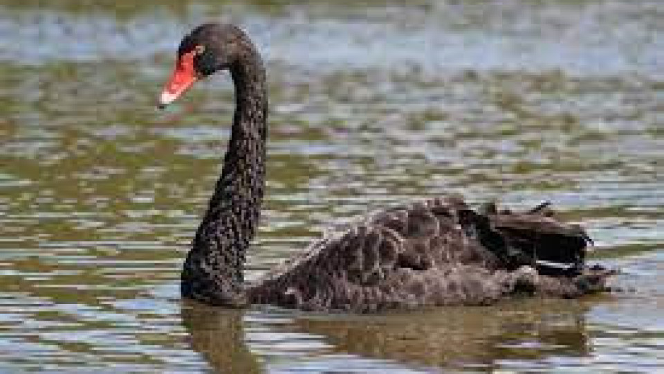 За добро ли е - черен лебед на плажа в Бургас | StandartNews.com