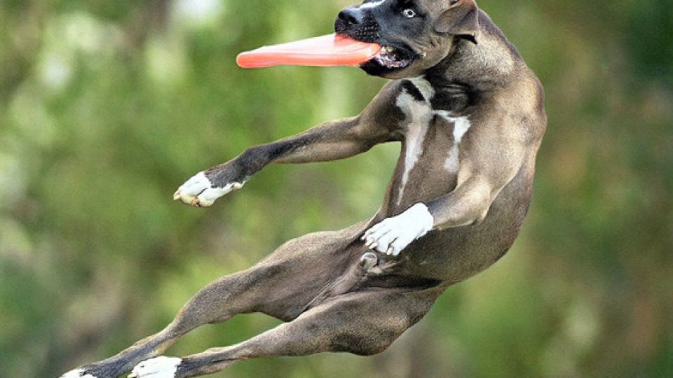 Елитни кучета ще дефилират, танцуват и ловят фризби в Бургас | StandartNews.com