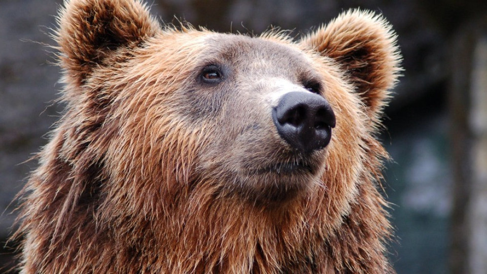 Какво да правим, ако срещнем мечка в гората | StandartNews.com