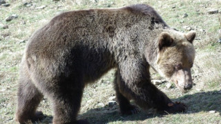 Решиха дали да оставят жива мечката от Белица