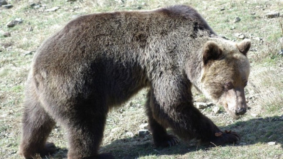 Решиха дали да оставят жива мечката от Белица | StandartNews.com
