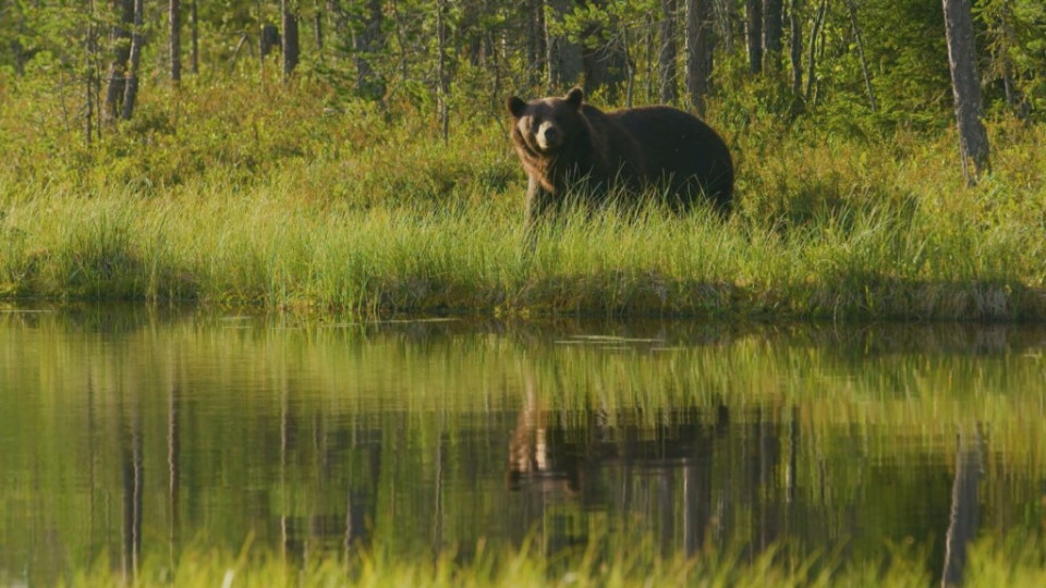 Горски следят за мечката в гората край Белица | StandartNews.com