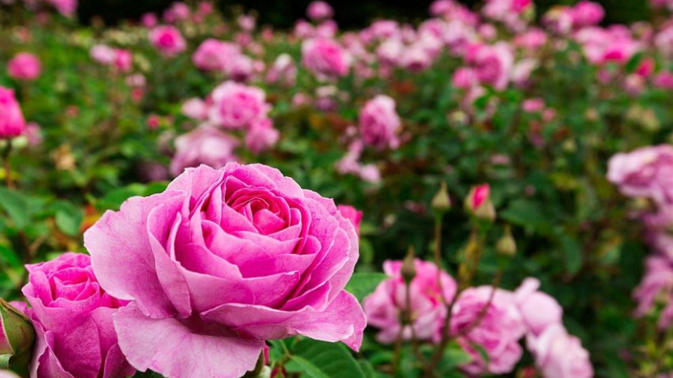 ЕК одобри 1 500 000 евро за отглеждане на маслодайни рози | StandartNews.com