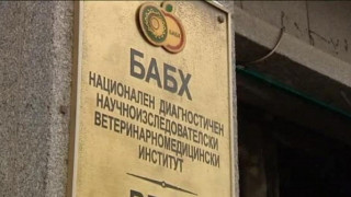 Извънредно от БАБХ! Ново огнище на птичи грип у нас