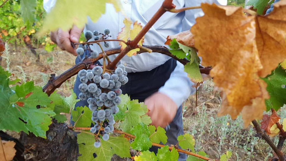 Лозари и винари пропищяха от сивия сектор, обсъждат мерки с властта | StandartNews.com