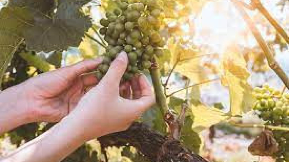 Специален фонд ще помага на лозарите и винарите | StandartNews.com
