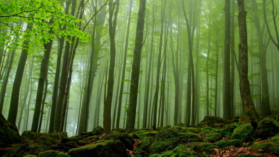 Лидер сме по опазване на вековни гори. Кои са най-старите дървета? | StandartNews.com