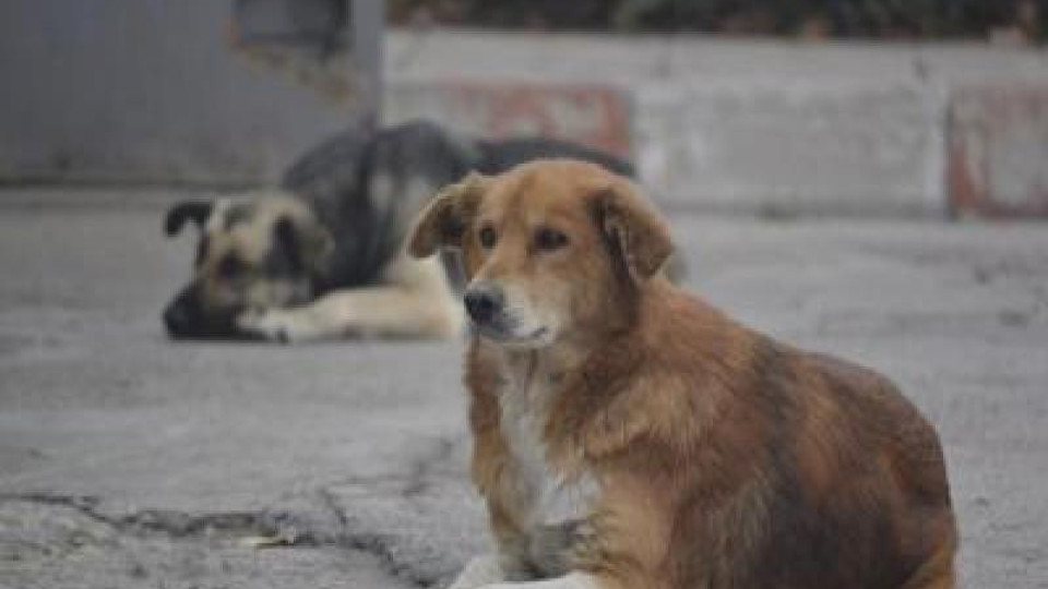 Ужасяващо! Намериха 40 захвърлени и убити кучета | StandartNews.com