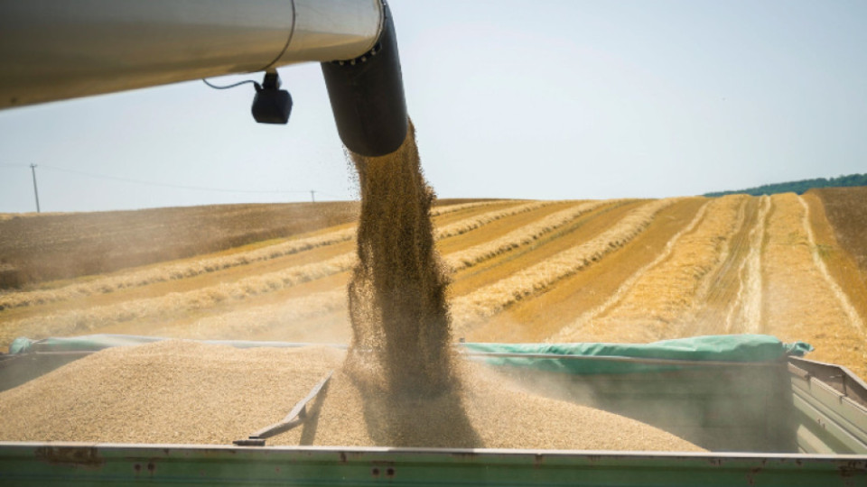 Добивите от пшеница с 55% по-високи | StandartNews.com