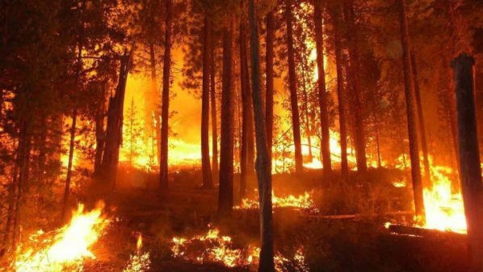 Стотици декари гора изпепелени край Твърдица | StandartNews.com