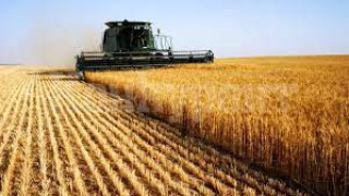 Прибраха 6,3 млн. тона пшеница, много повече от очакваното